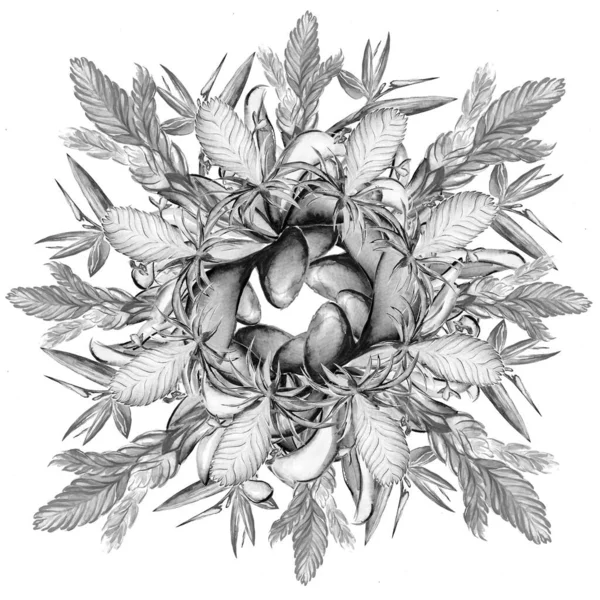 Beautiful Tropical Flower Botany Art Illustration — Stock Photo, Image