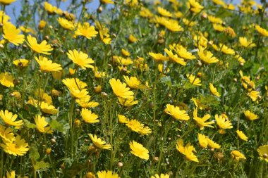 Güzel, sarı, çiçekler, doğa, arka plan