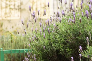 Güzel, lavanta, çiçekler, arka plan, doğa