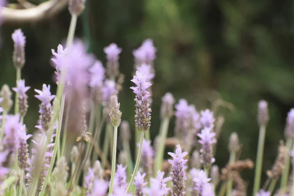 Belle Lavande Fleurs Fond Nature — Photo