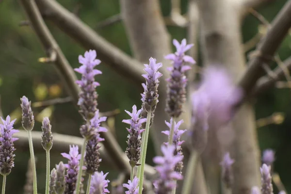 Schön Lavendel Blumen Hintergrund Natur — Stockfoto