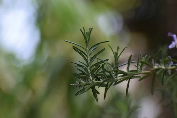 Прекрасна Розмарі Рослина Тло Кіпр — стокове фото