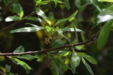 Güzel, Kıbrıs, Bahçe, bitki, arkaplan