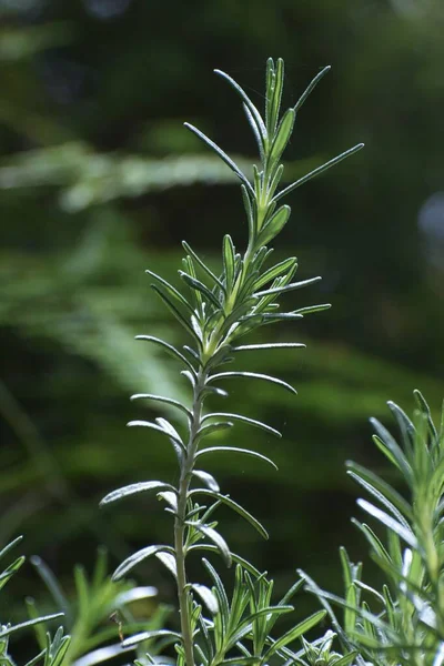 Schön Rosmarin Pflanze Hintergrund Zypern — Stockfoto
