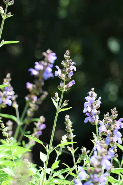 Schöne Natur Freilandpflanze Hintergrund — Stockfoto