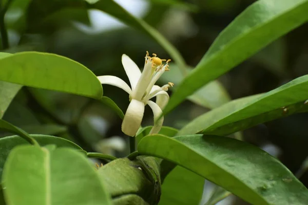 Prachtige Natuur Buiten Plant Achtergrond — Stockfoto