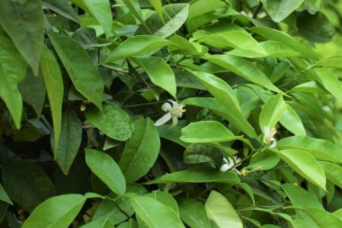 Güzel doğa, açık hava bitkisi, arka plan