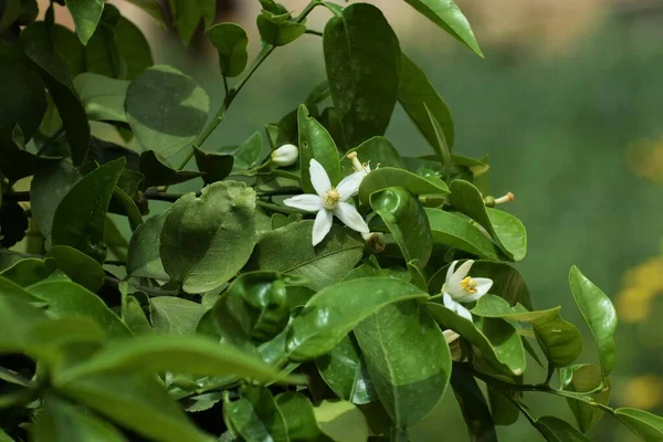 Beautiful Nature Outdoor Plant Background — Stock Photo, Image