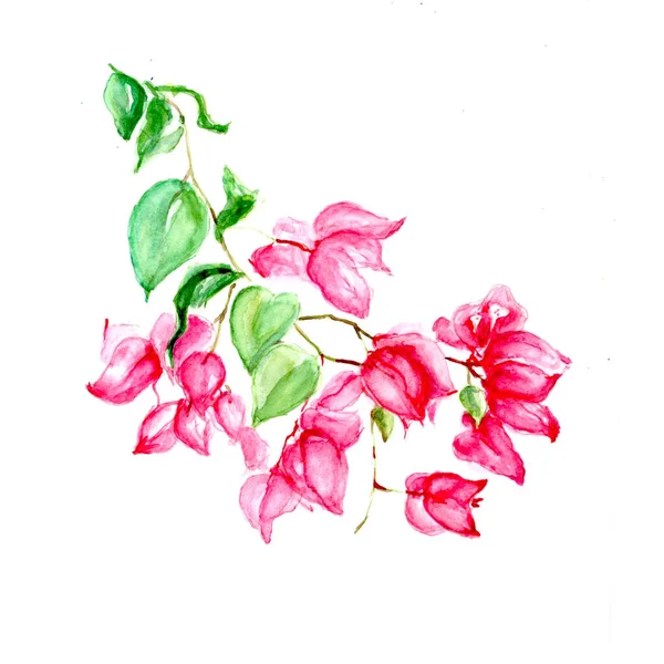 Aquarelle Pittura Disegno Del Fiore Illustrazione Arte — Foto Stock