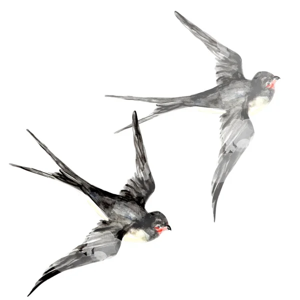 Υδατογραφία Της Swallow Πουλί Σκίτσο Τέχνης Εικονογράφηση — Φωτογραφία Αρχείου