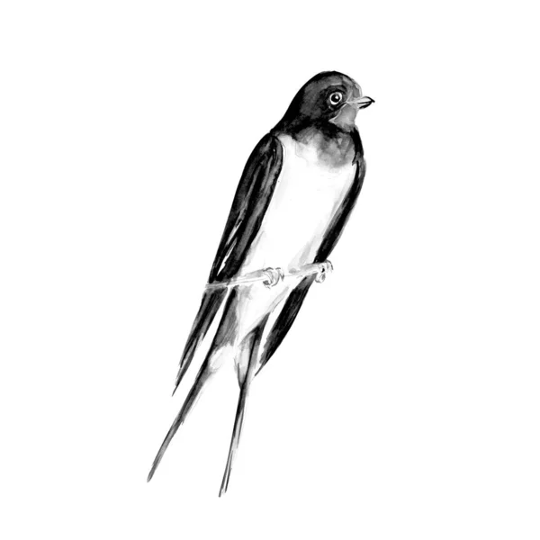 Acquerello Pittura Deglutire Uccello Schizzo Arte Illustrazione — Foto Stock
