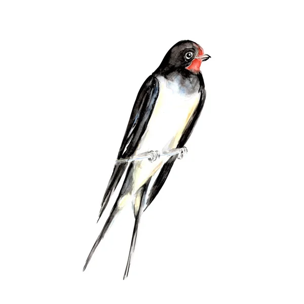 Watercolor Painting Swallow Bird Sketch Art Illustration — Stock Photo, Image