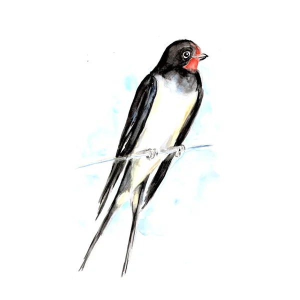 Watercolor Painting Swallow Bird Sketch Art Illustration — Stock Photo, Image