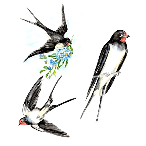 Pintura Acuarela Swallow Bird Sketch Ilustración Arte —  Fotos de Stock