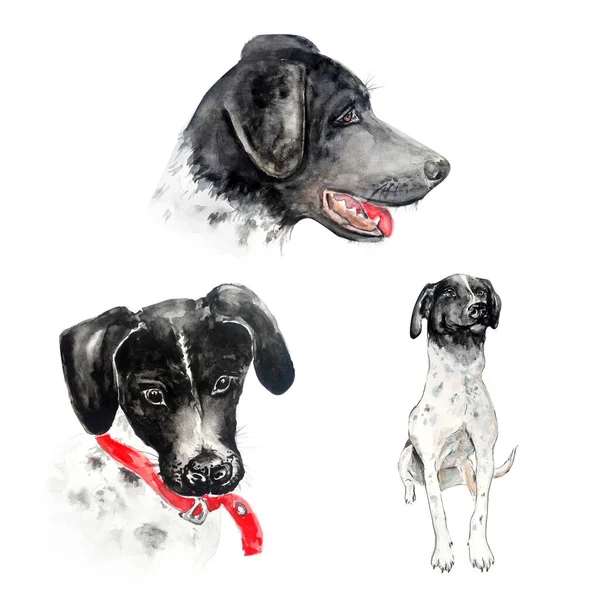 Aquarelle Schilderij Van Hond Schets Kunst Illustratie — Stockfoto