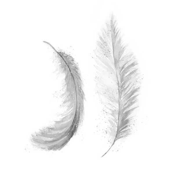 Aquarelle Painting Feather Sketch Art Pattern Illustration — Stock Photo, Image