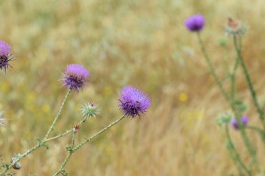 alan arkaplanındaki yabani çiçekler