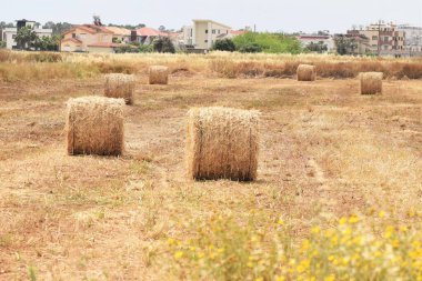 Buğday tarlası. Olgunlaşan buğday başaklarının arka planı