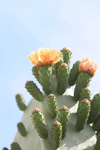 Big Orange Blühender Kaktus Hintergrund — Stockfoto