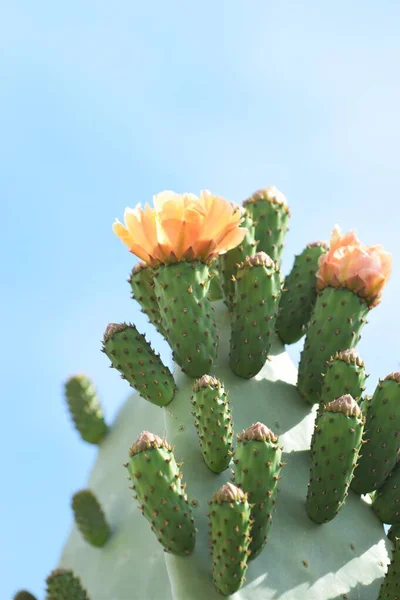 Big Orange Blühender Kaktus Hintergrund — Stockfoto