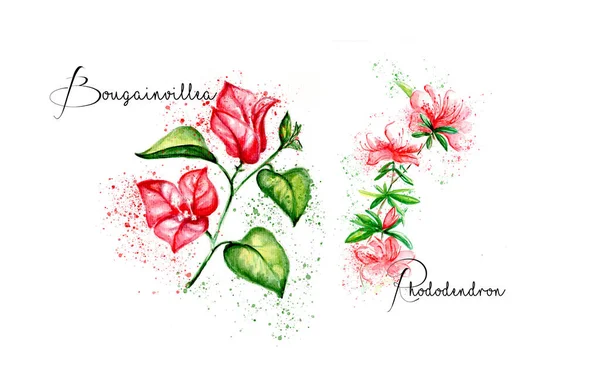 Aquarelle painting of beautiful flower sketch art illustration