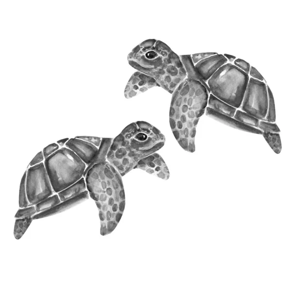 Aquarelle Painting Turtle Sketch Art Pattern Illustration — Stock Photo, Image