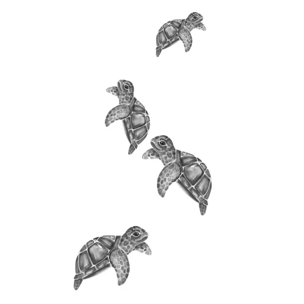 Aquarelle Pintura Desenho Tartaruga Ilustração Padrão Arte — Fotografia de Stock