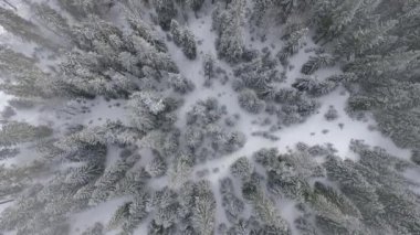 Kış Ormanı 'nın Üzerinde Uçmak