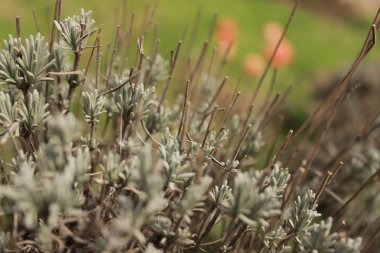 Dağ. Sonbahar. Çiçekler 