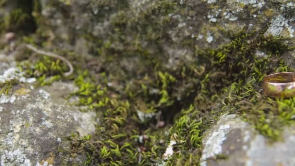 Anillos de boda en una piedra — Vídeo de stock