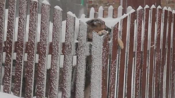 Vídeo de una tormenta de nieve en Ucrania — Vídeos de Stock
