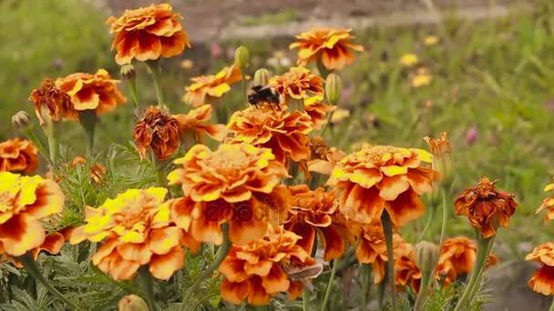 マリーゴールド野生の花にミツバチ — ストック動画