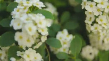 Çalılar ve ağaçlar parkta beyaz çiçekli.