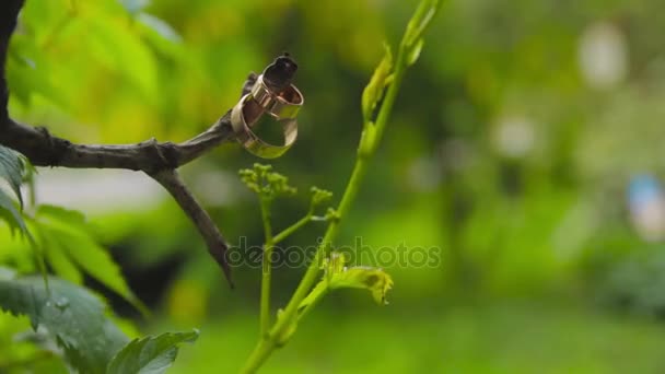 Wedding rings on a branch — Stock Video