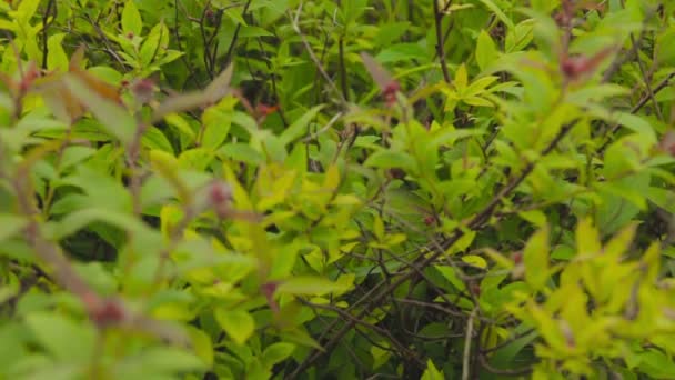 The ball drops in green bushes — Stock Video