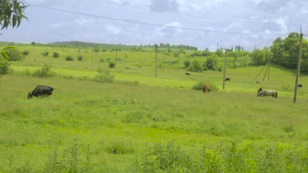 La increíble naturaleza. Vacas y caballos pastan — Vídeo de stock