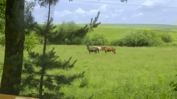 The incredible nature. Very beautiful horses — Stock Video