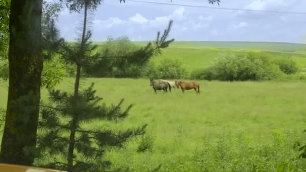 Den helt otroliga naturen. Mycket vackra hästar — Stockvideo