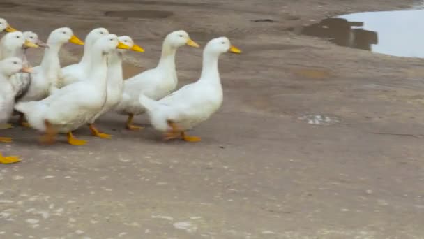 Los patos domésticos van a casa — Vídeo de stock