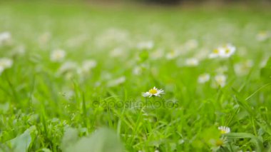 Makro görünümü doğanın