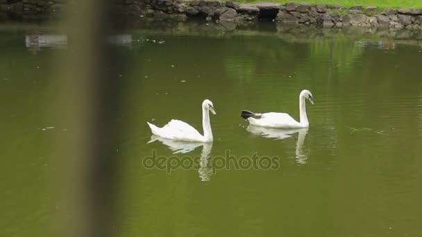 Dos cisnes nadan en un pequeño lago en el parque — Vídeos de Stock