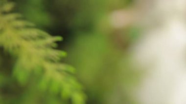 Gelin yavaşça elini yeşil çalılar üzerinde tutar.