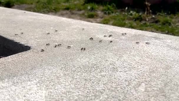 Fekete hangyák a beton — Stock videók