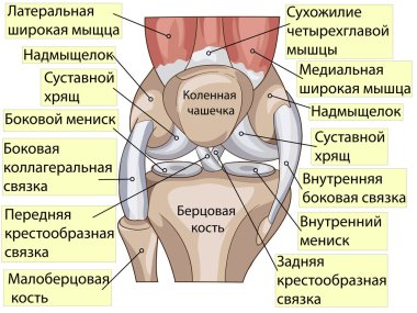 Anatomy. Structure knee joint vector clipart