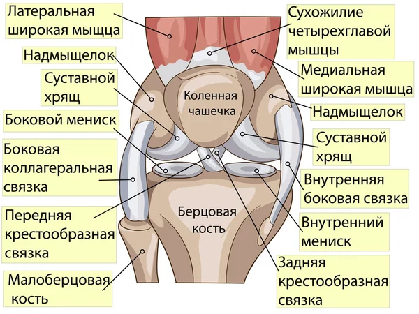 Anatomía. Estructura rodilla articulación vector — Vector de stock