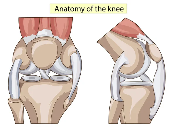 Anatomi. Yapısı diz eklem vektör