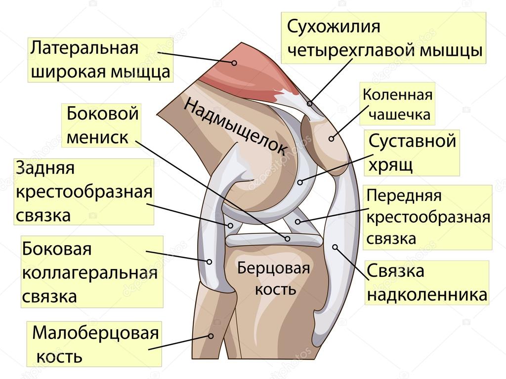 Anatomy. Structure knee joint vector