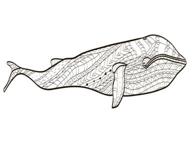 Balina boyama vektör yetişkinler için