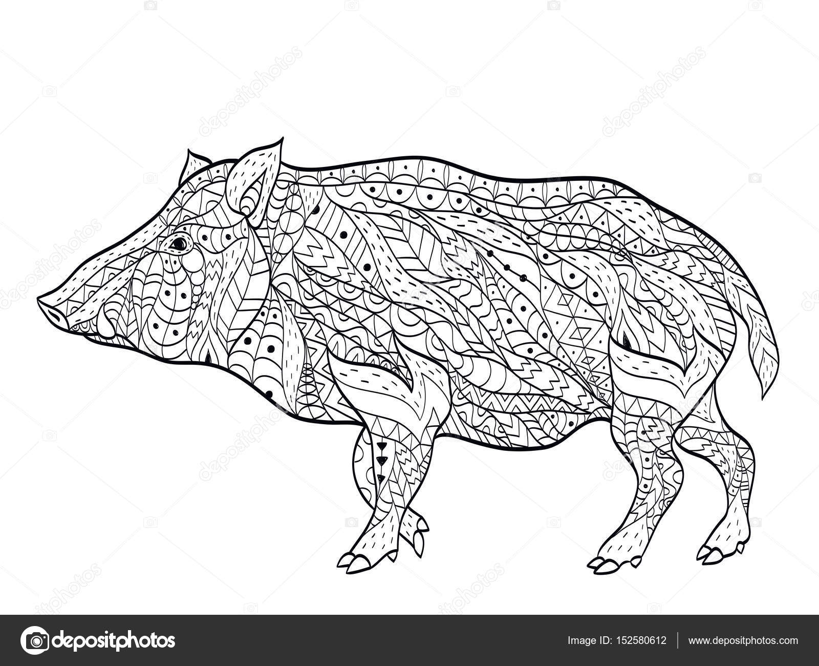 Sanglier illustration vectorielle livre   colorier Anti stress   colorier pour les animaux adulte Zentangle style Lignes noir et blanc