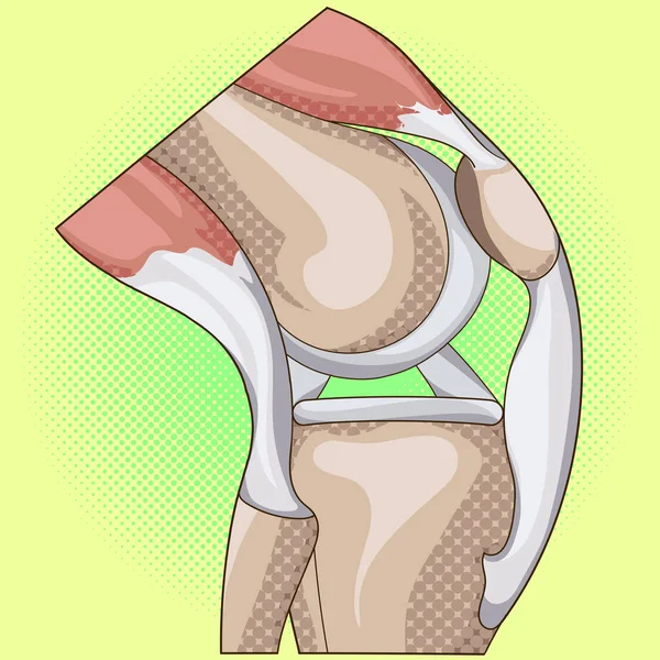 Anatomy. Structure knee joint vector pop art design — Stock Vector